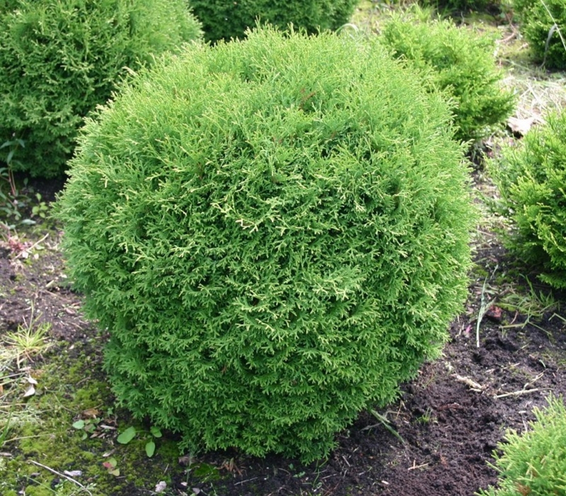 Туя ‘Tiny Tim’ Thuja occidentalis ‘Tiny Tim’