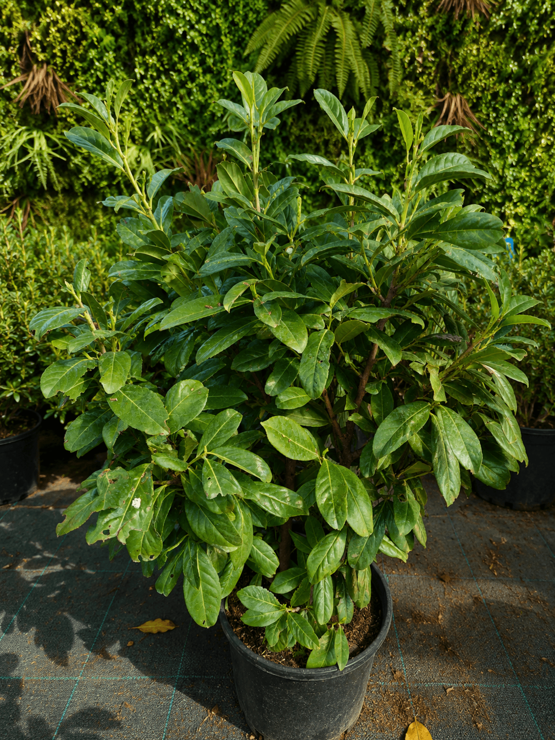 Лавровишня  Prunus laurocerassus