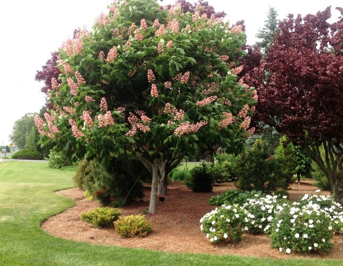 Конски кестен Aesculus hippocastanum