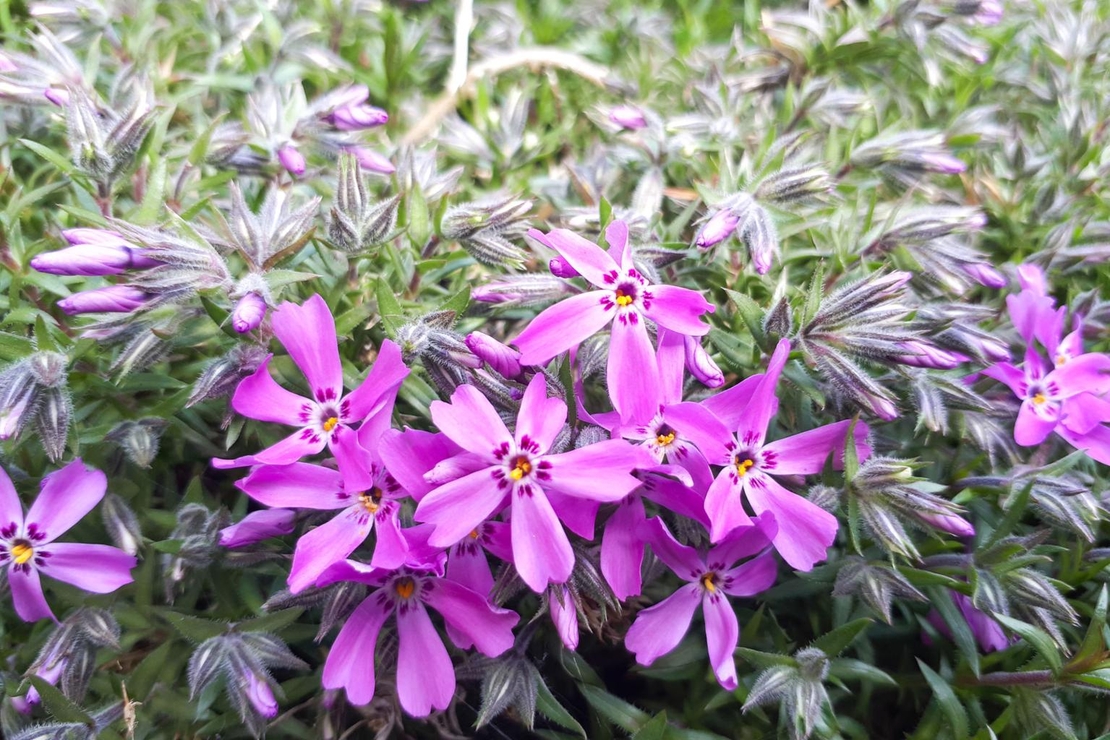 Флокс Phlox subulta mix