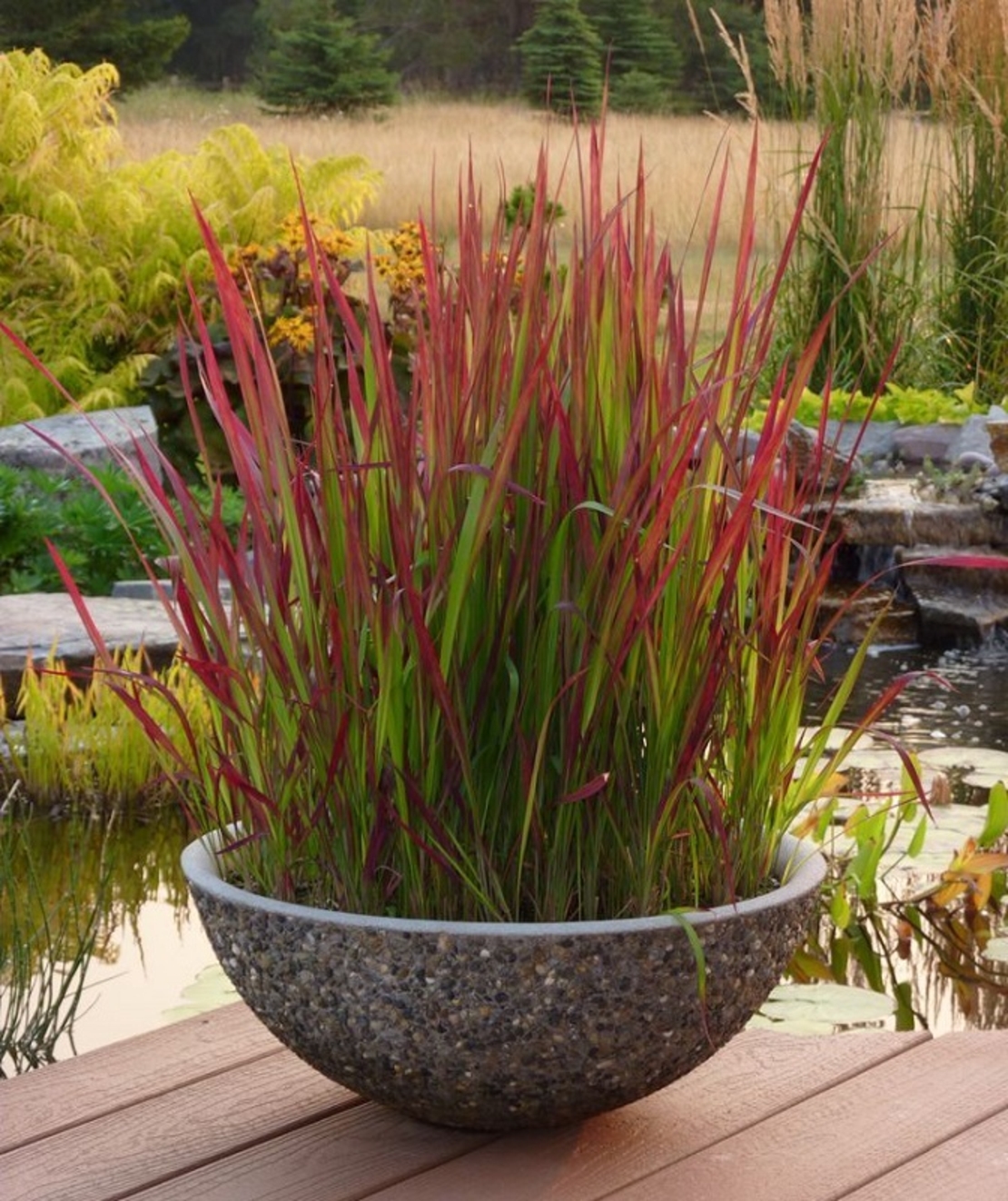 Императа ‘Red Baron’ Imperata cylindrica ‘Red Baron’