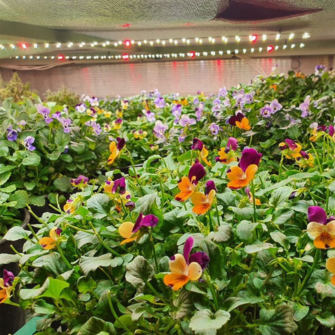 Универсална лед лампа за otglegdane-na-растения 25W