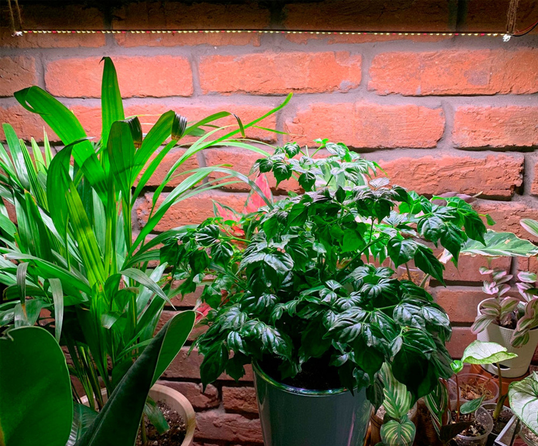 Универсална лед лампа за otglegdane-na-растения 25W