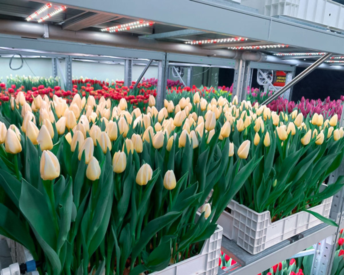 Универсална лед лампа за otglegdane-na-растения 25W