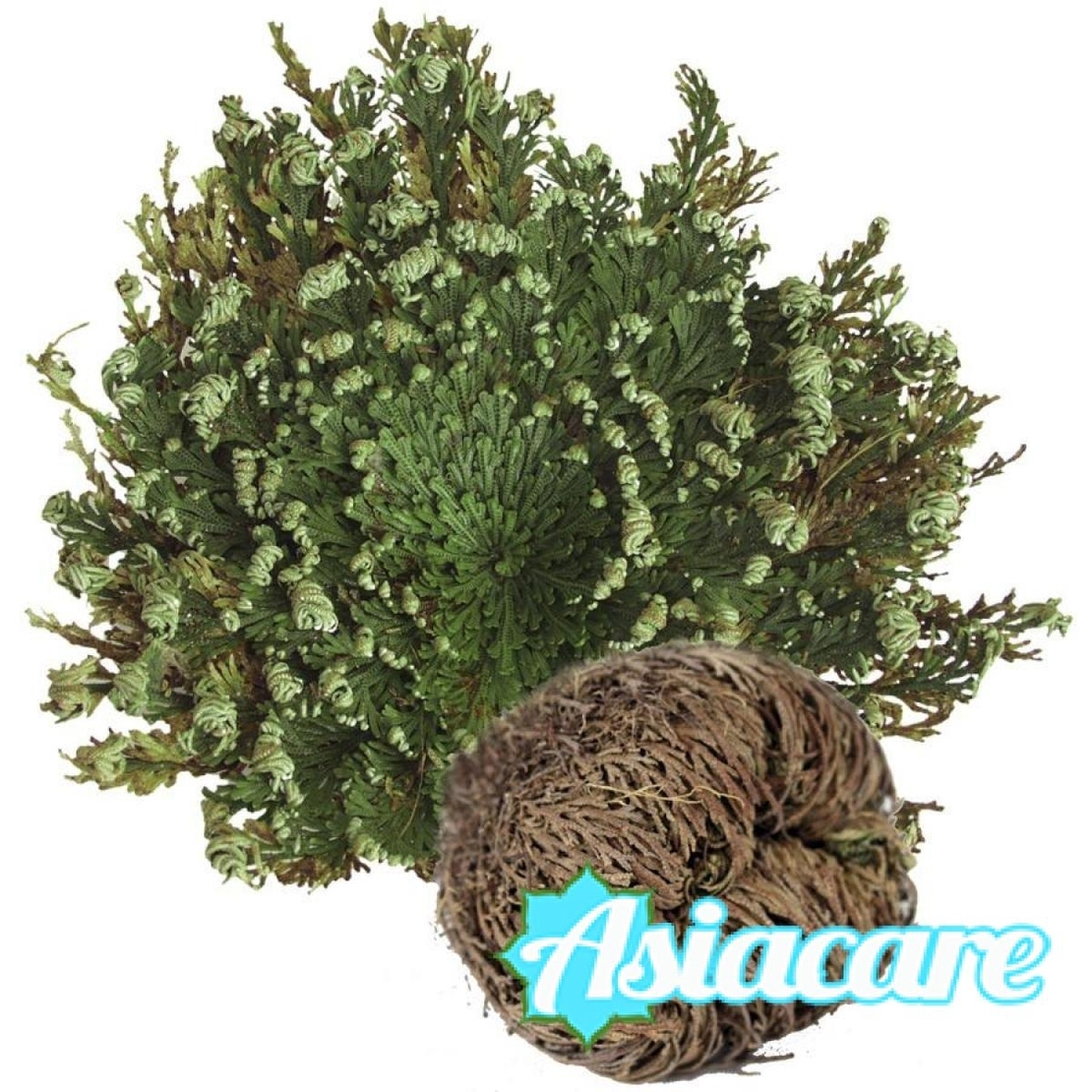 Eрихонска Роза, Пустинна роза (Selaginella lepidophylla), възкръсващо растение