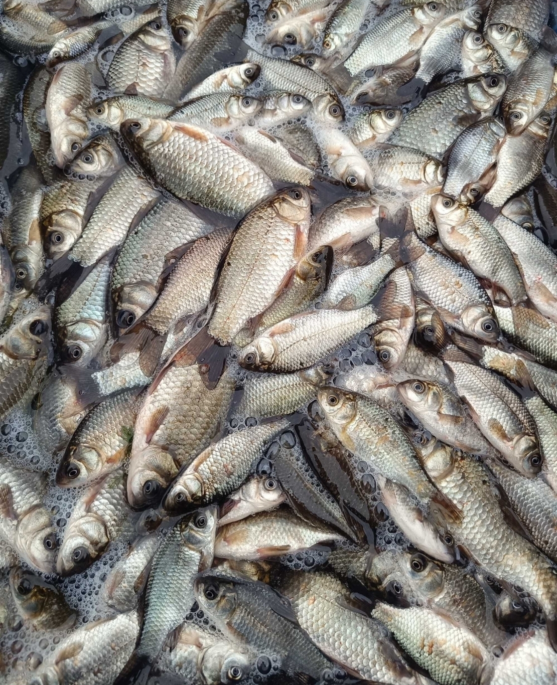 Pestisori vii/Carasei