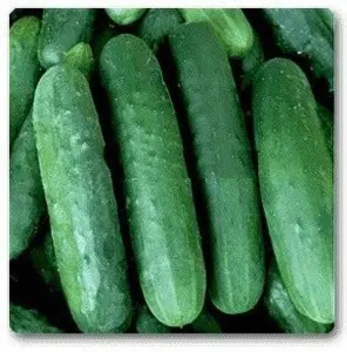 CASTRAVETI LUNGO ORTOLANI 2.5GR