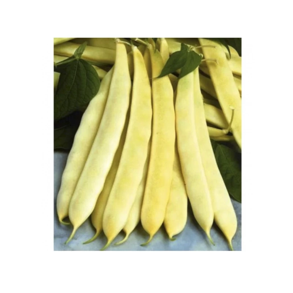 FASOLE URCATOARE TESCANA 50GR