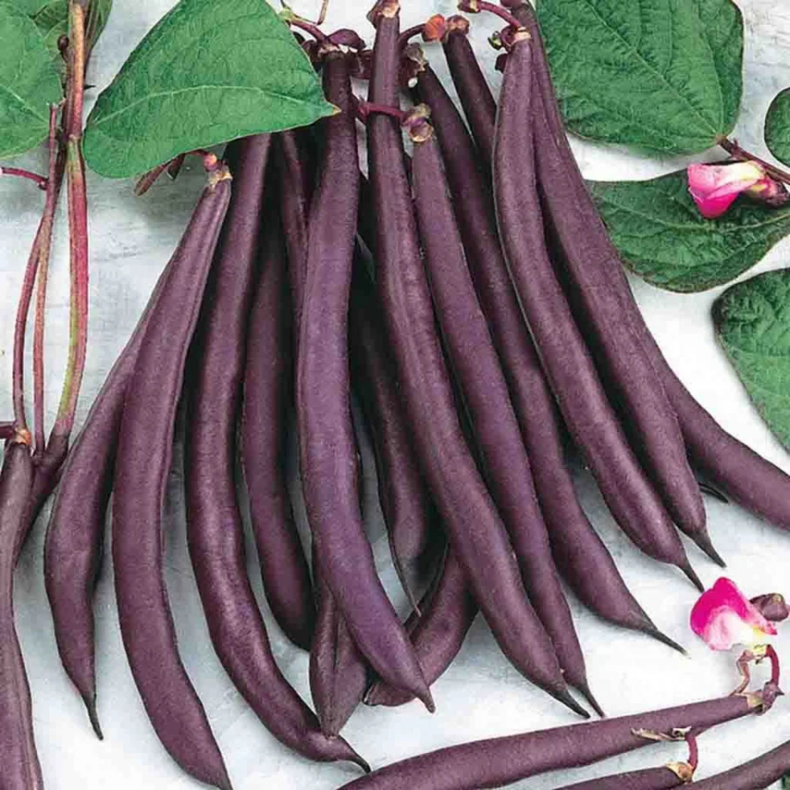 FASOLE URCATOARE 70 GR VIOLETTO