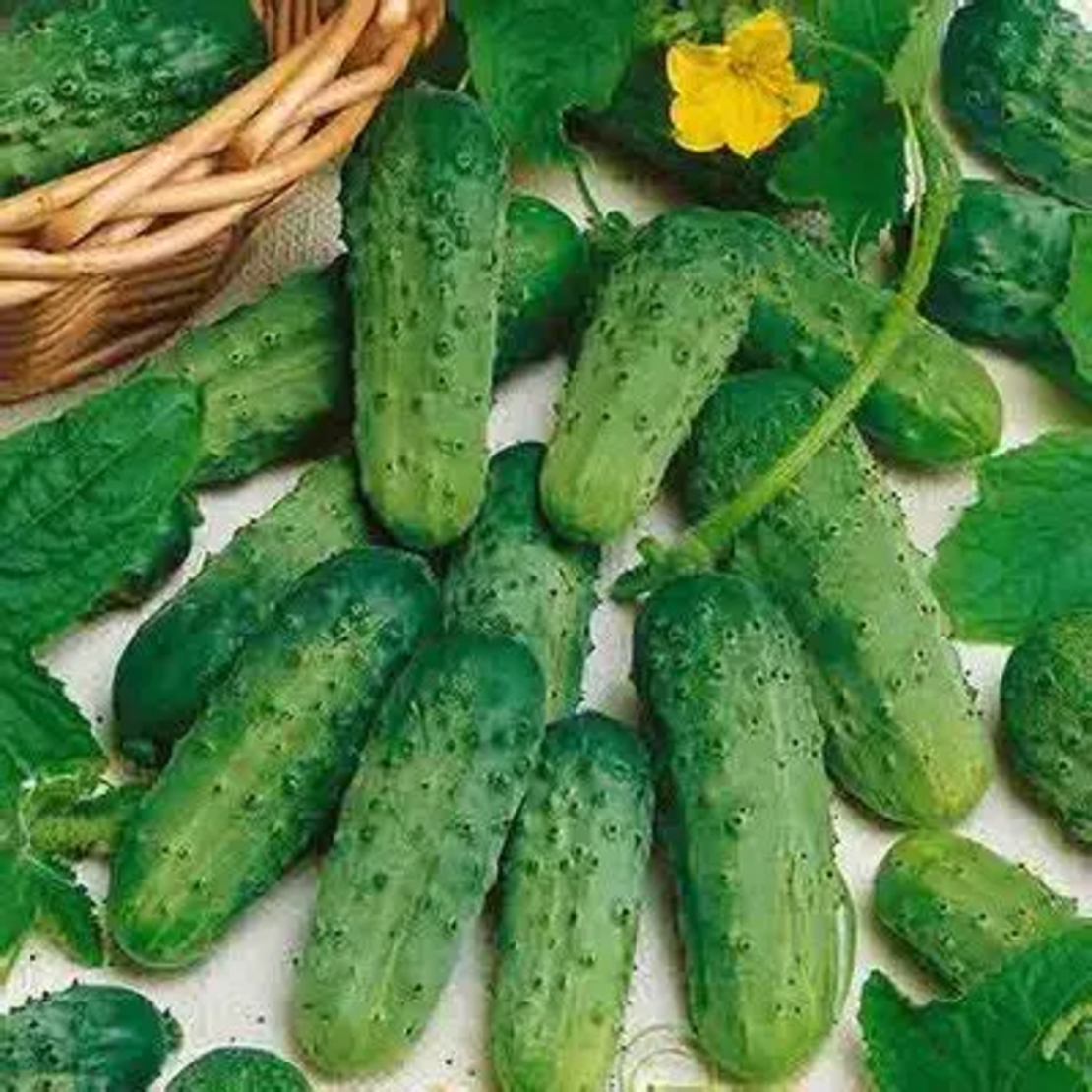 CASTRAVETI CORNICHON 3 G