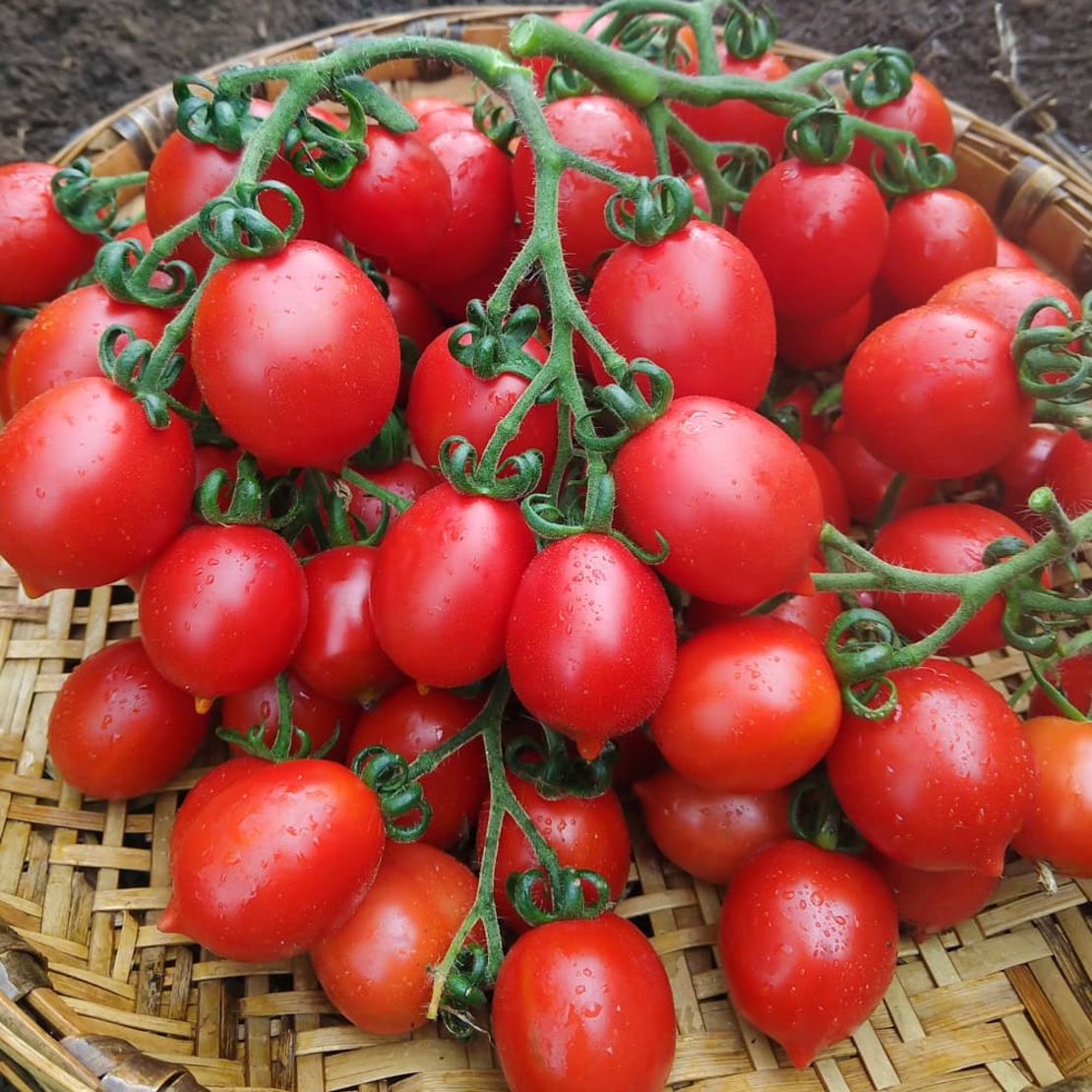 TOMATE PRINCIPE BORGHESE 0.7GR