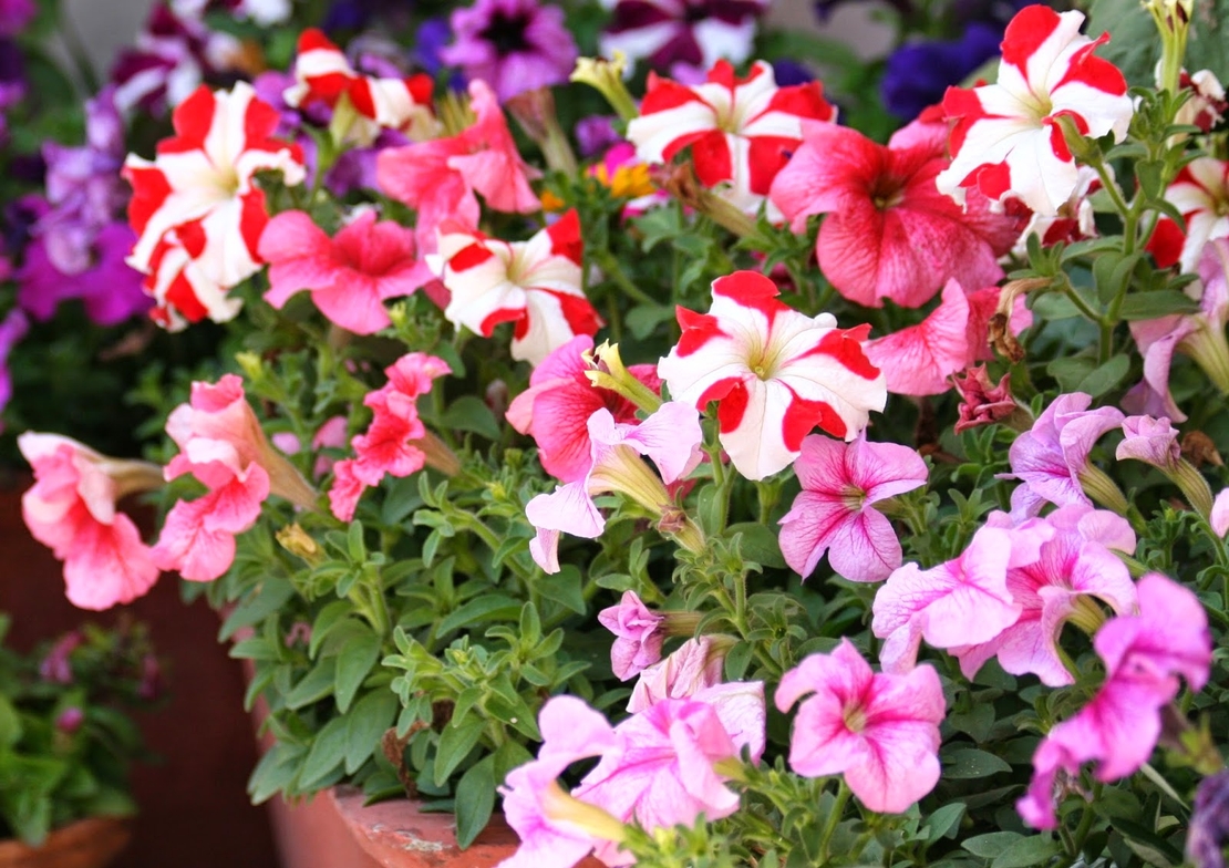 PETUNIA PRIMA SEMENTI