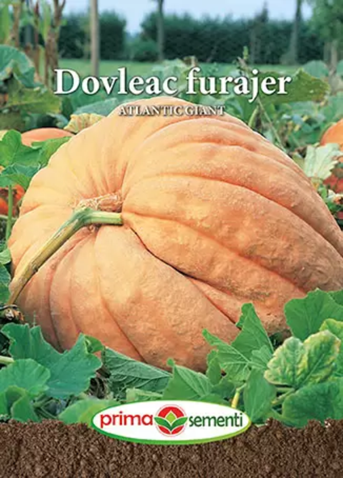 PRIMA SEMENTI DOVLEAC FURAJER ATLATIC GIGANT 1GR