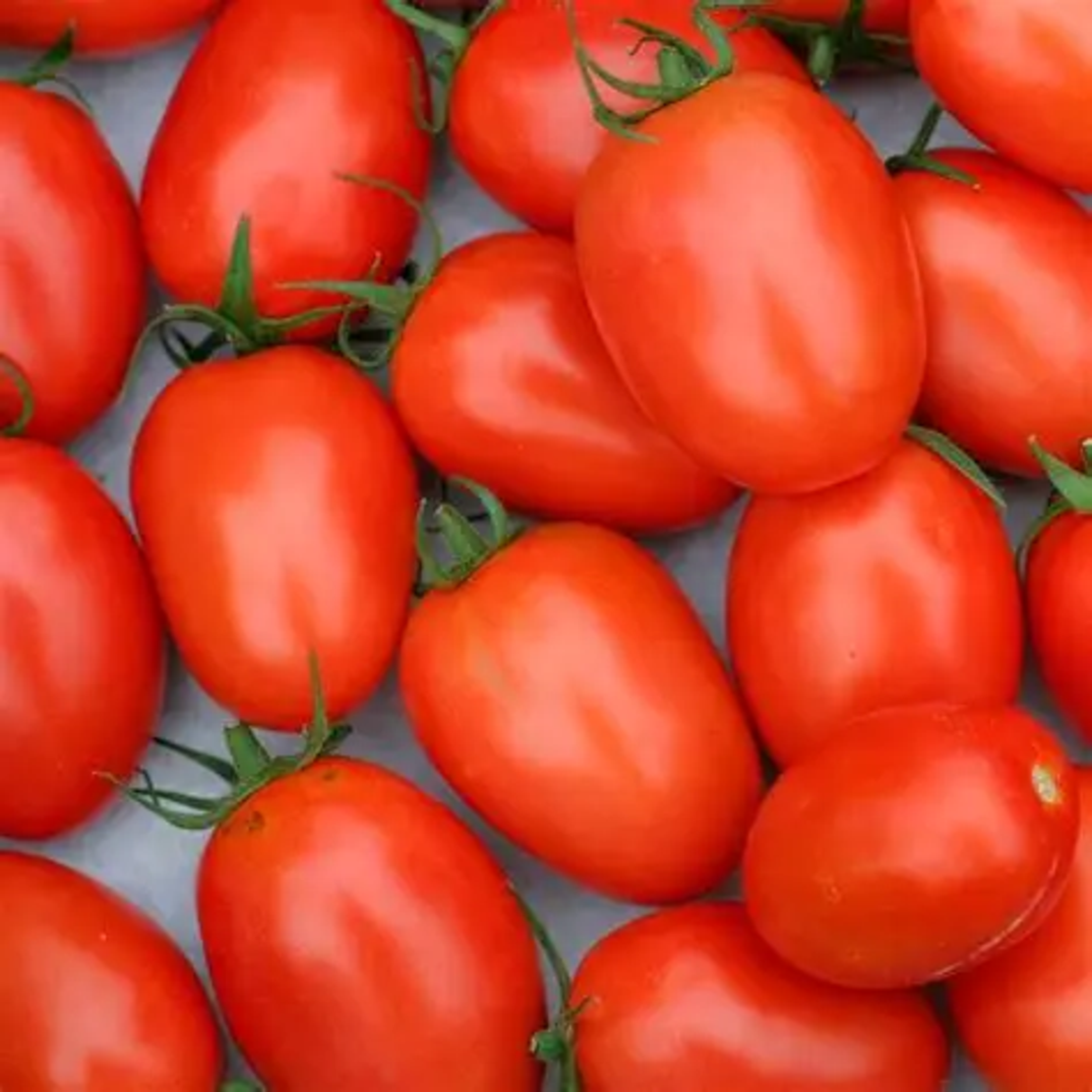 PRIMA SEMENTI TOMATE ROMA GR0.7