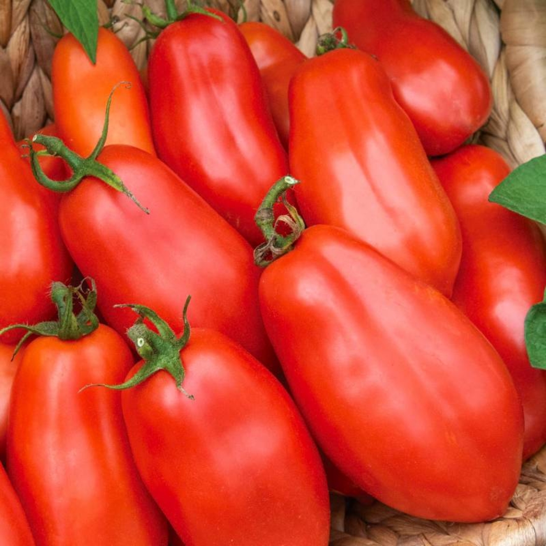 TOMATE SUPERMARZANO F1 0.2 GR