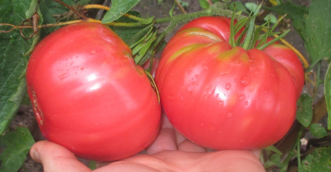 TOMATE BELMONTE F1 0.3GR