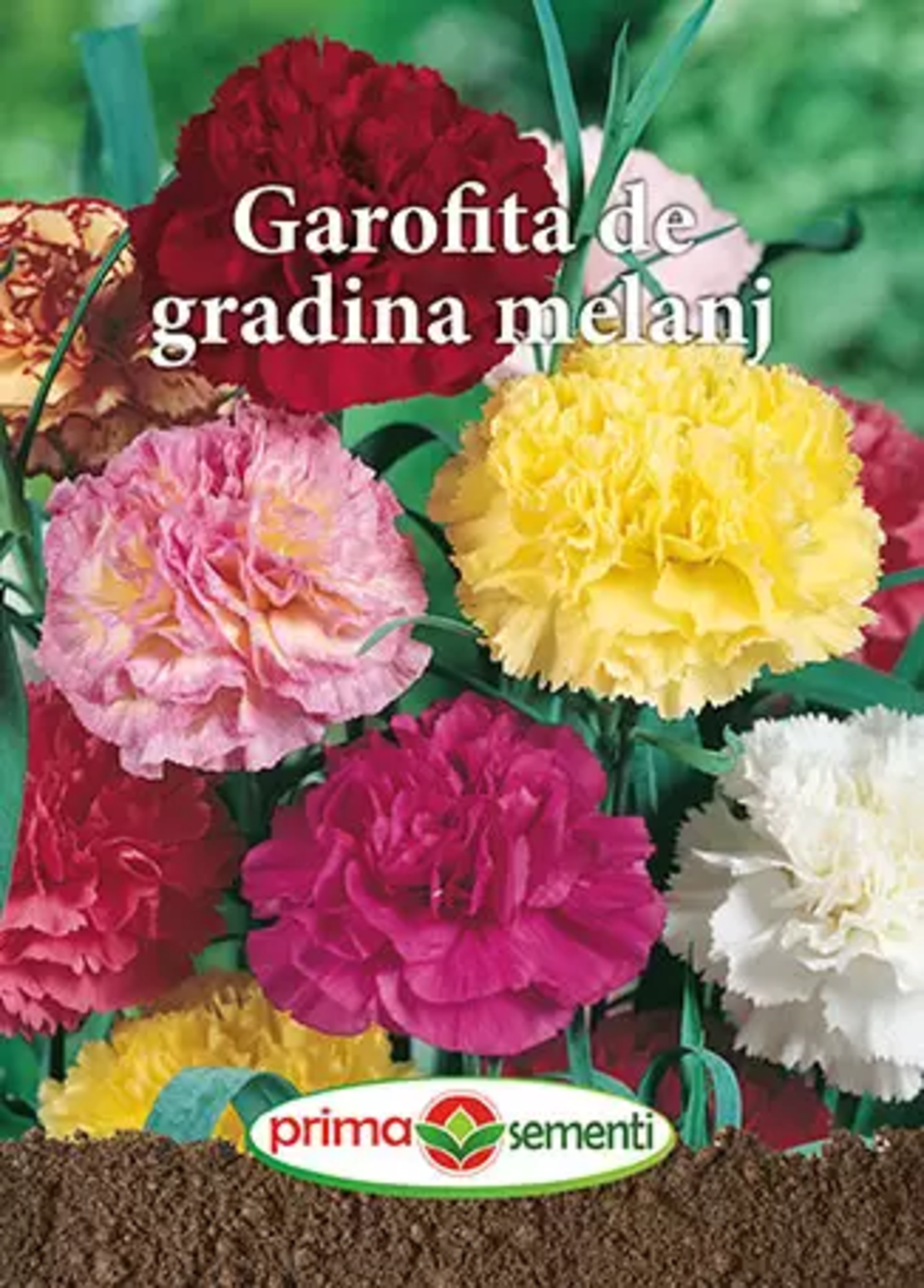 GAROFITA DE GRADINA MELANJ