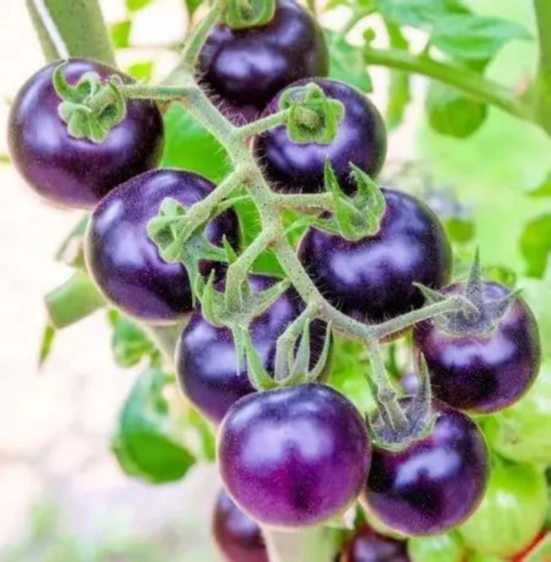 TOMATE BLUE CHERRY F1