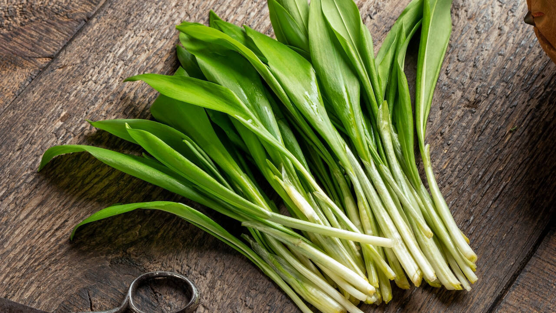 PRIMA SEMENT LEURDA ALIUM URSINUM 010GR