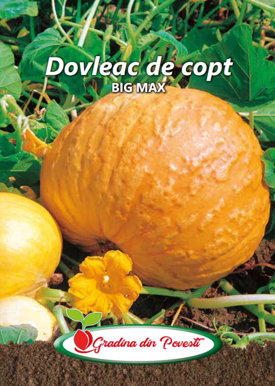 PRIMA SEMENTIS DOVLEAC DE COPT BIG MAX