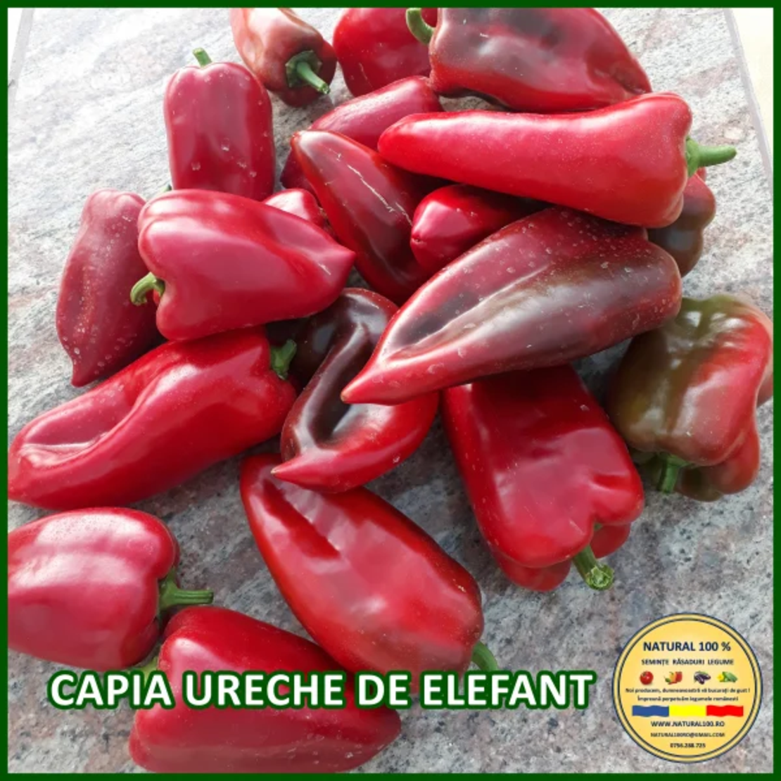 PRIMA SEMENT ARDEI KAPIA URECHE DE ELEFA 0.4GR