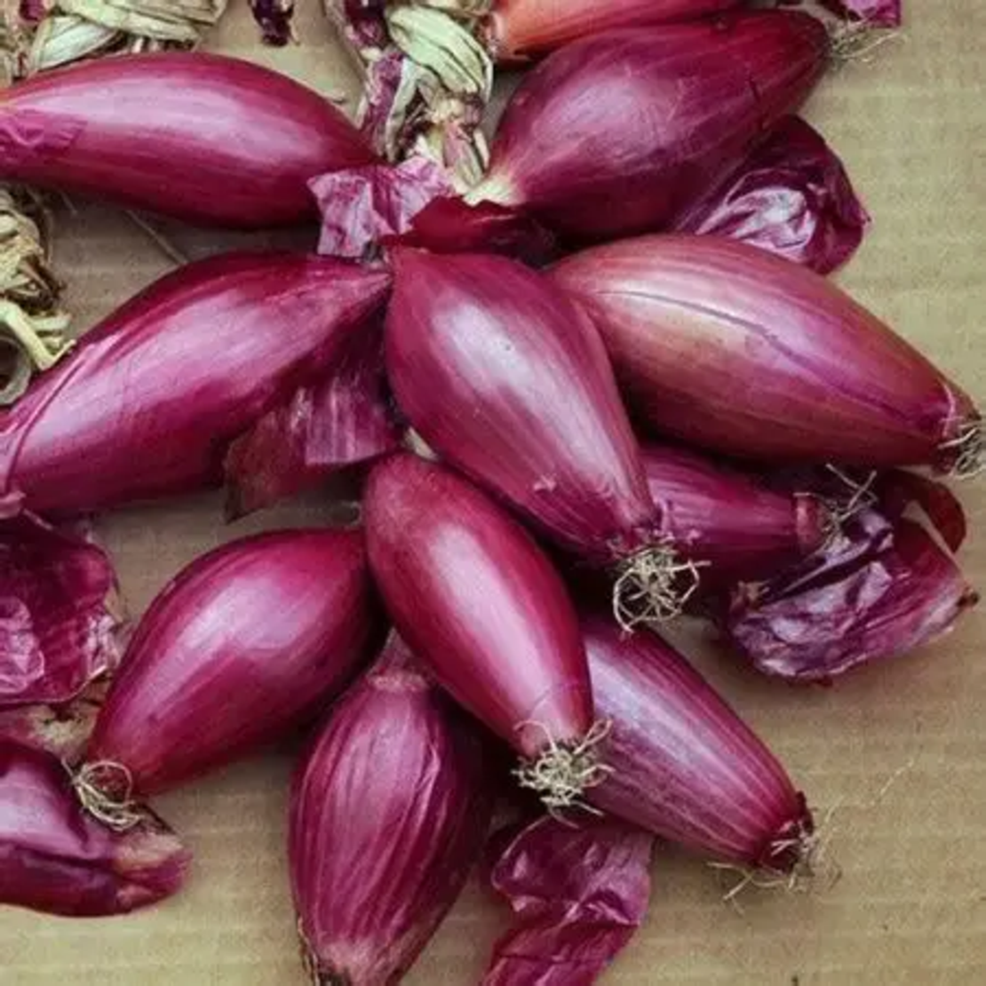 CEAPA ROSIE LUNGA DI FIRENZE 1.5GR