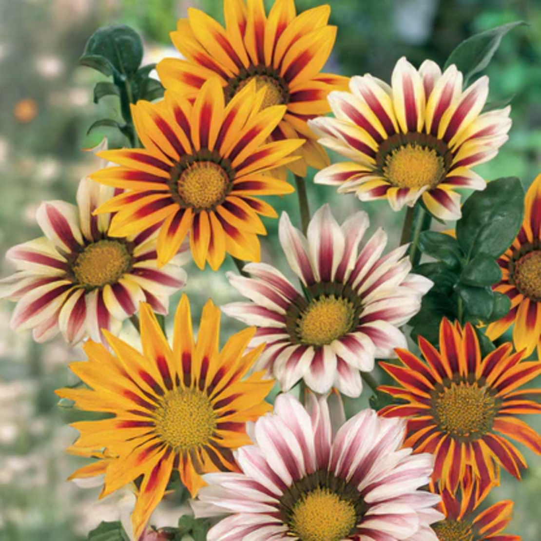 COD 126 GAZANIA MIX 0.08GR