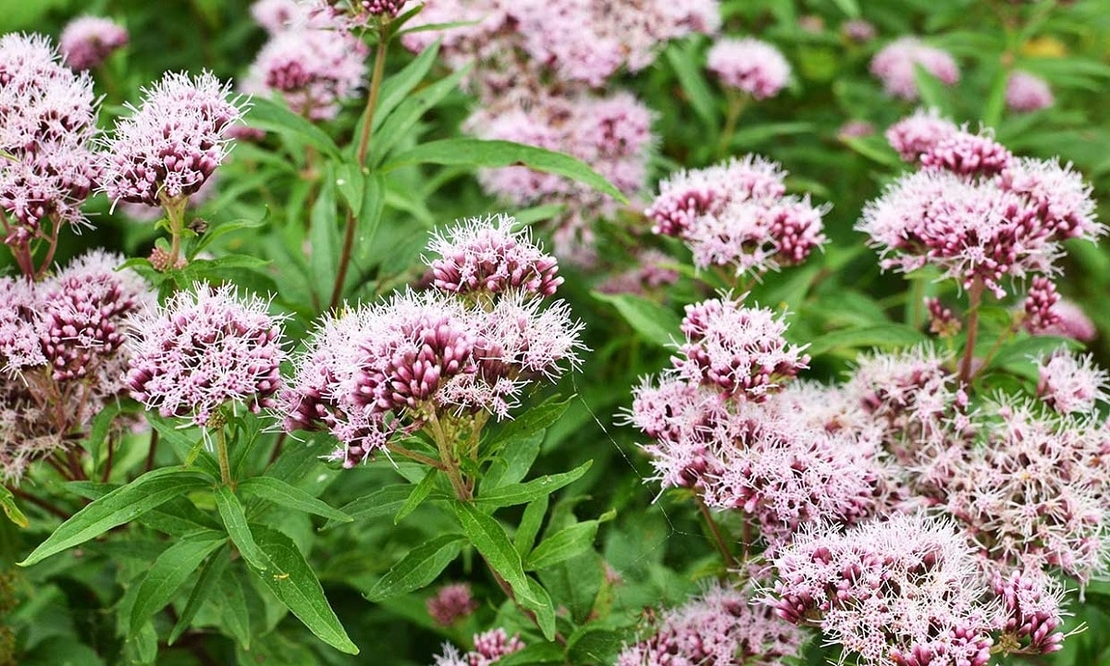 VALERIANA 1GR