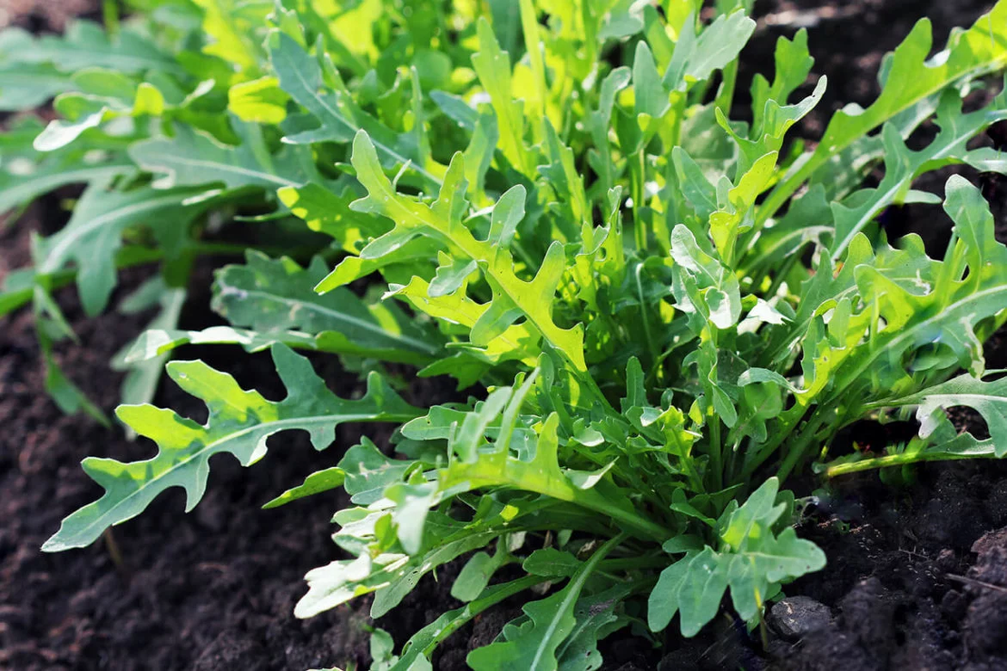 PRIMA SEMENTI RUCOLA 7GR