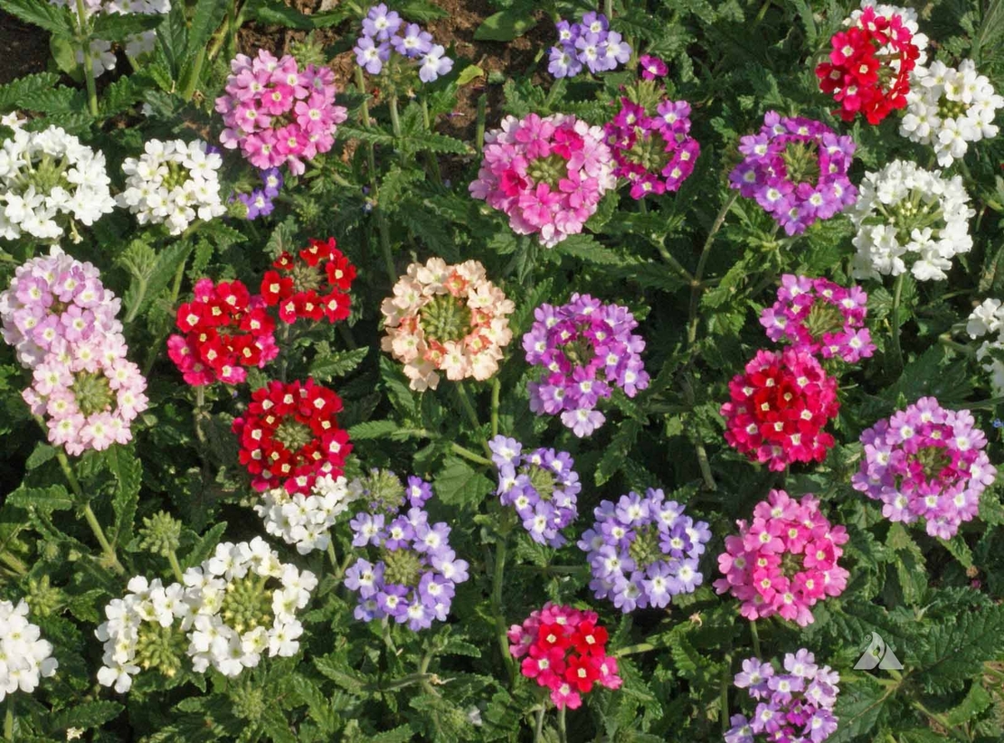 VERBENA