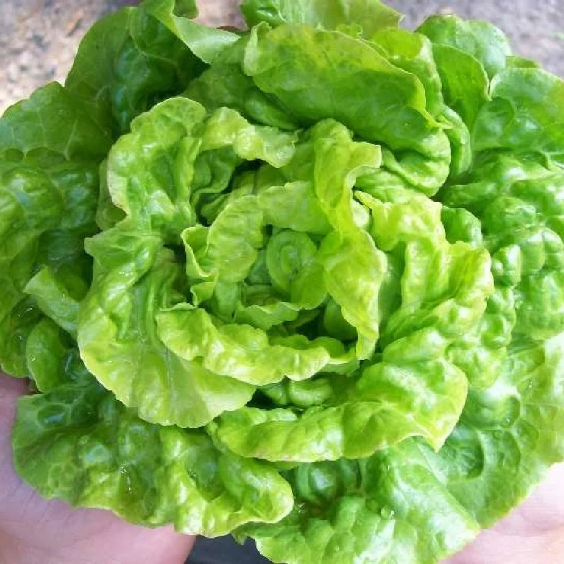 SALATA WHITE BOSTON PLIC 3GR