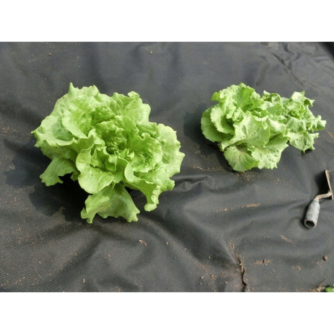 Folie agrotextil, mulcire, antiburuieni, filtru UV, 10 x 1 metru, 50g/m2, negru