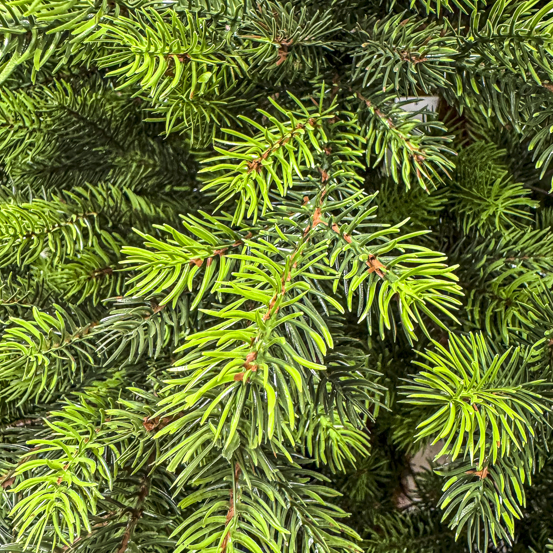 Brad artificial Sersimo, Hollandia, verde cu varfuri verzi, integral 3D, 250 cm