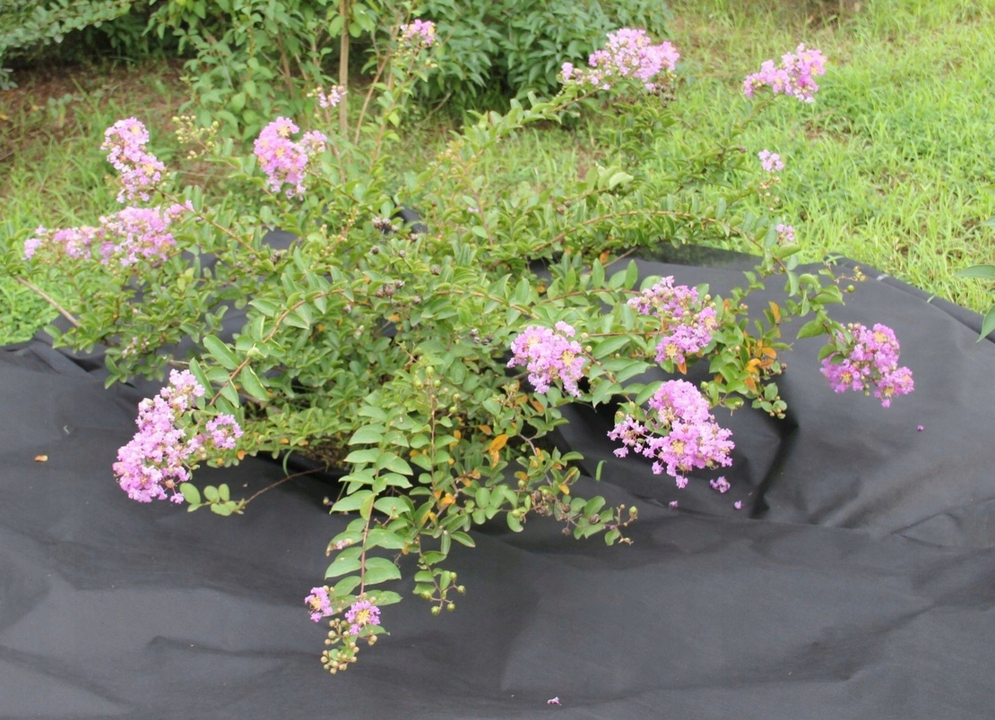 Folie agrotextil, mulcire, antiburuieni, filtru UV, 10 x 1 metru, 50g/m2, negru