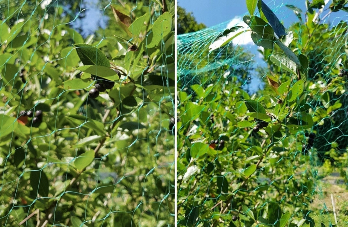 Plasa anti pasari pentru pomi fructiferi si vita de vie, ochiuri 20x20 mm, polipropilena, 4x5 m, verde