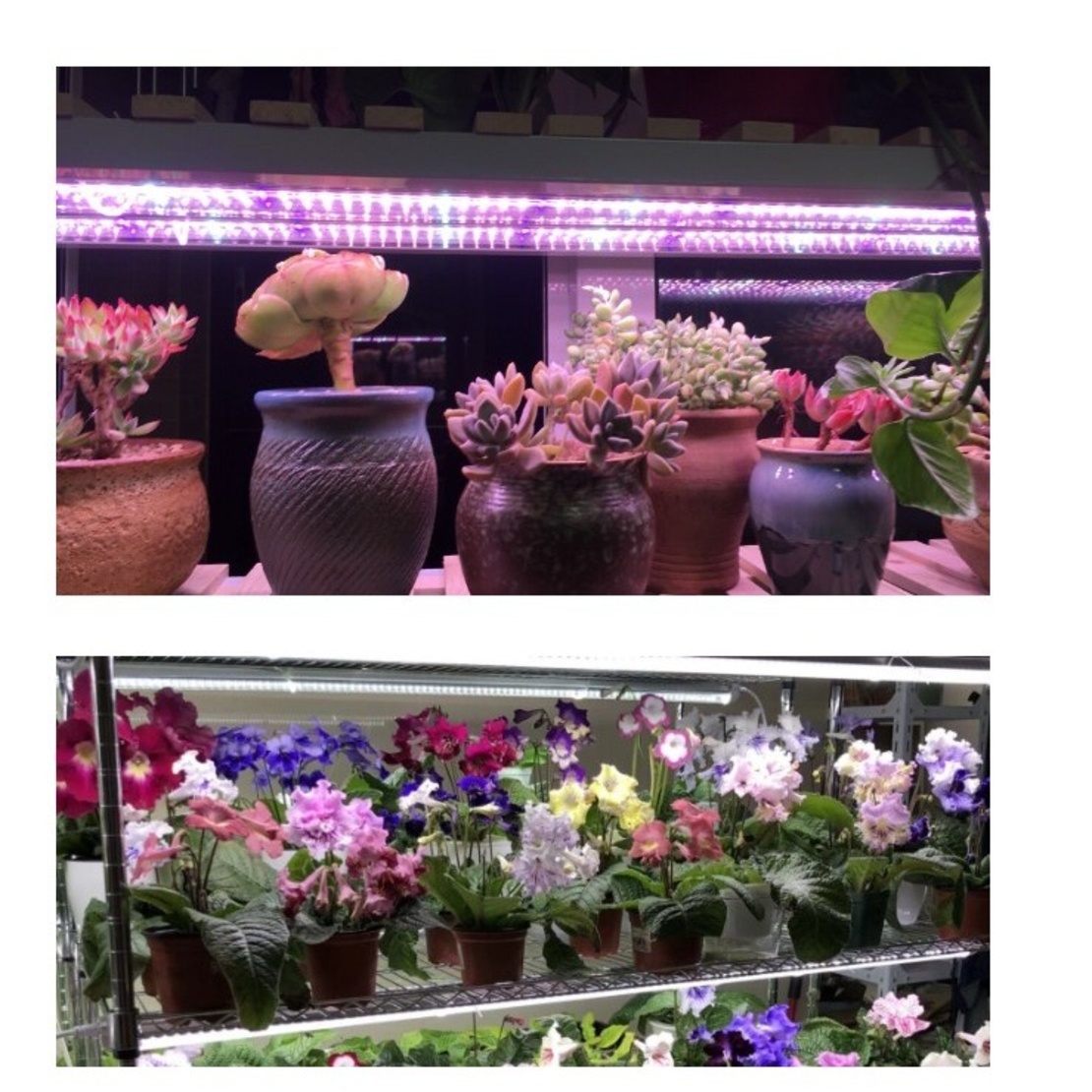Lampa dubla pentru cresterea plantelor Flippy, 50 cm, T5, tehnologie LED, nu afecteaza plantele, potrivit pentru intregul ciclu de crestere