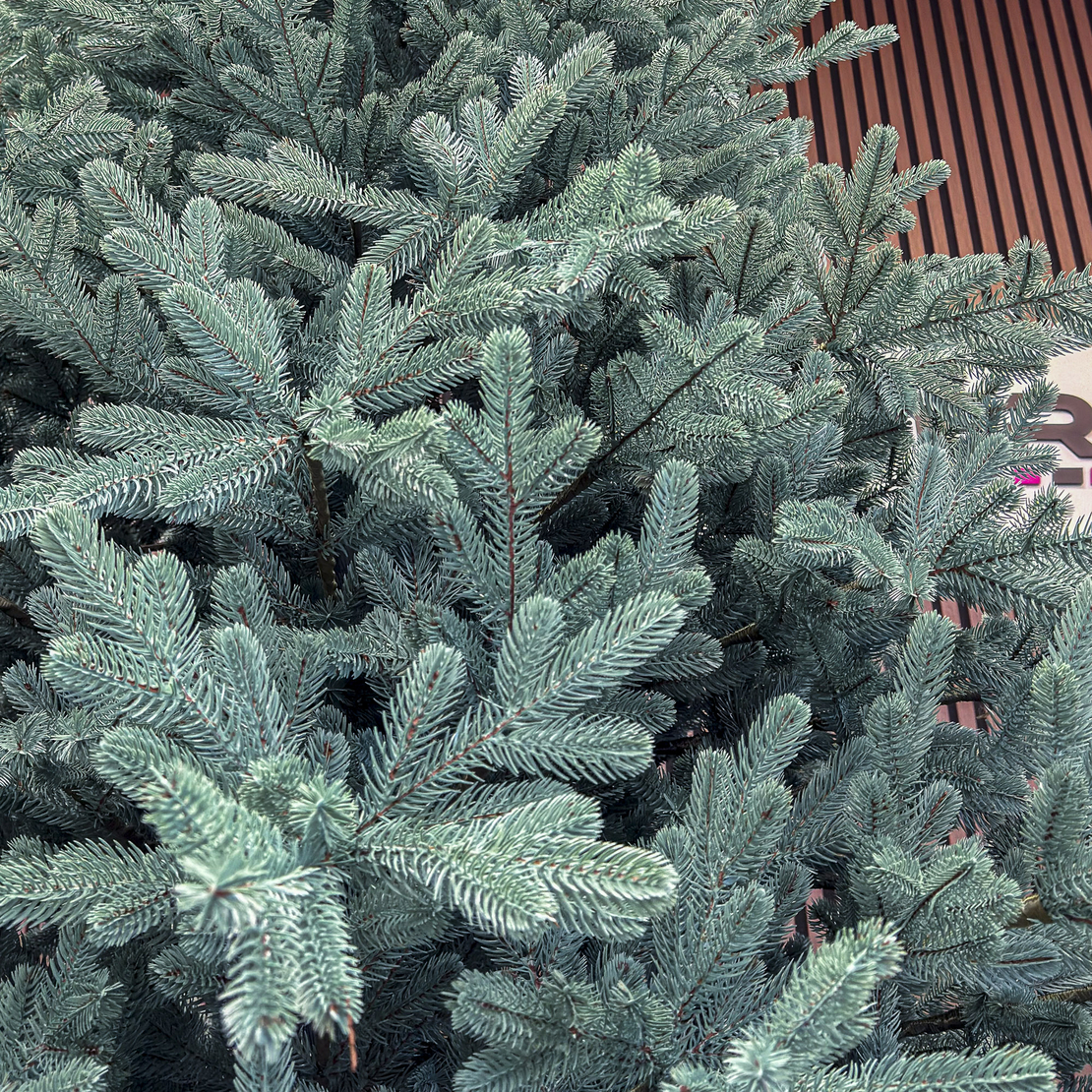 Brad artificial Christmas Deluxe by Sersimo, Viena Select argintiu, integral 3D, 250 cm