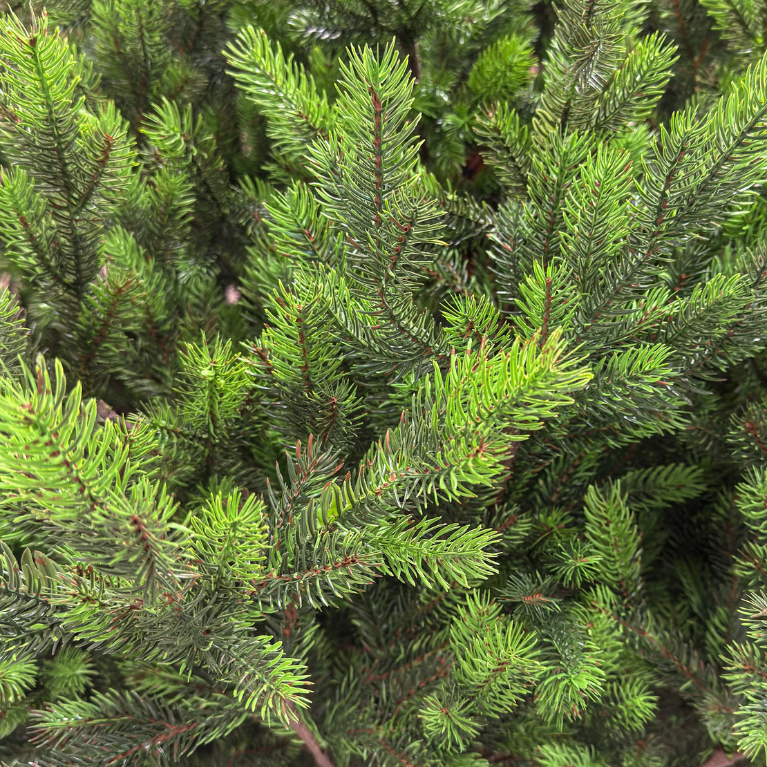 Brad artificial Sersimo, Hollandia, verde cu varfuri verzi, integral 3D, 210 cm