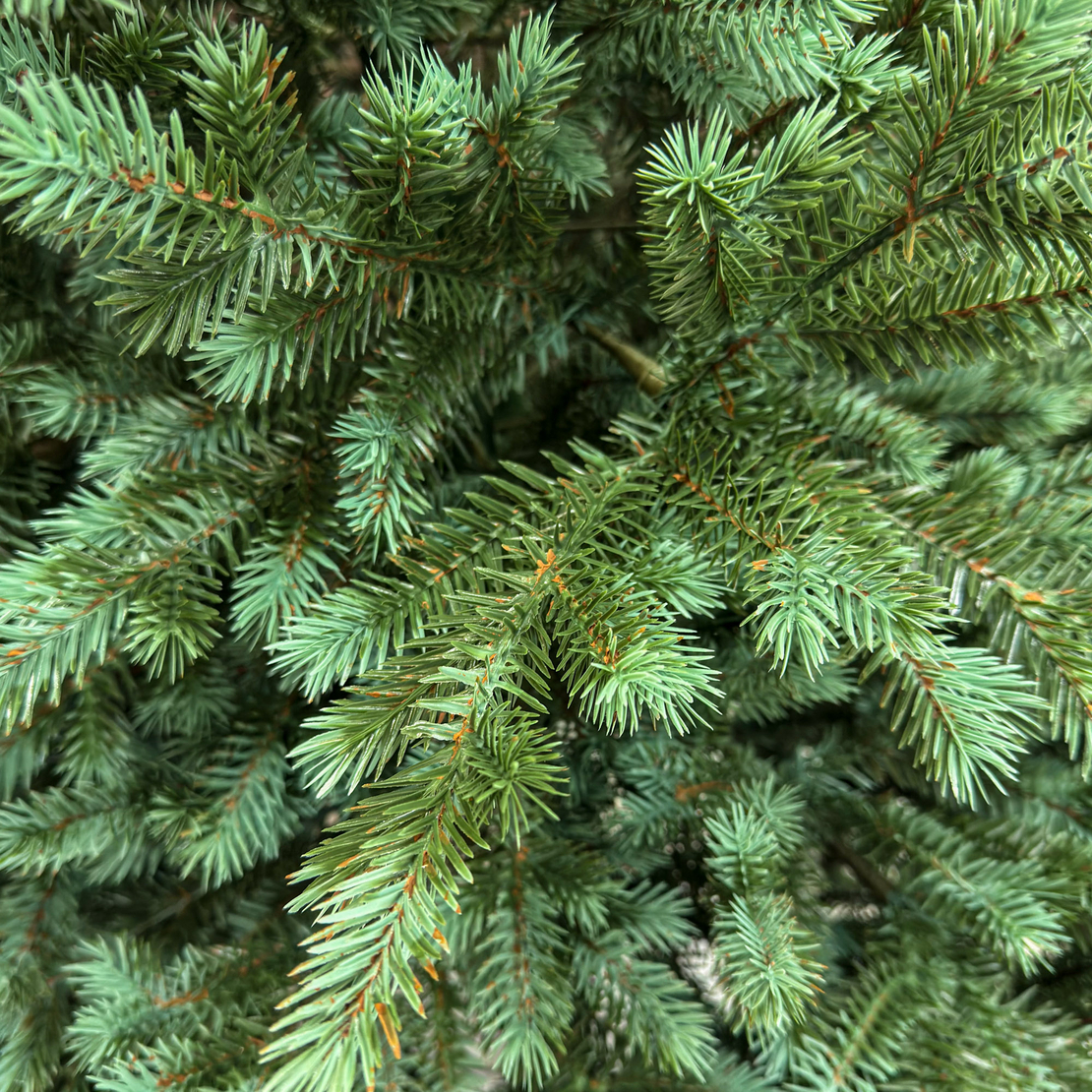 Brad artificial Sersimo, Scandinavia, verde cu varfuri argintii, integral 3D, 230 cm