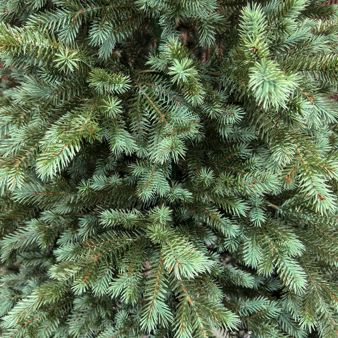 Brad artificial Sersimo, Scandinavia, verde cu varfuri argintii, integral 3D, 230 cm