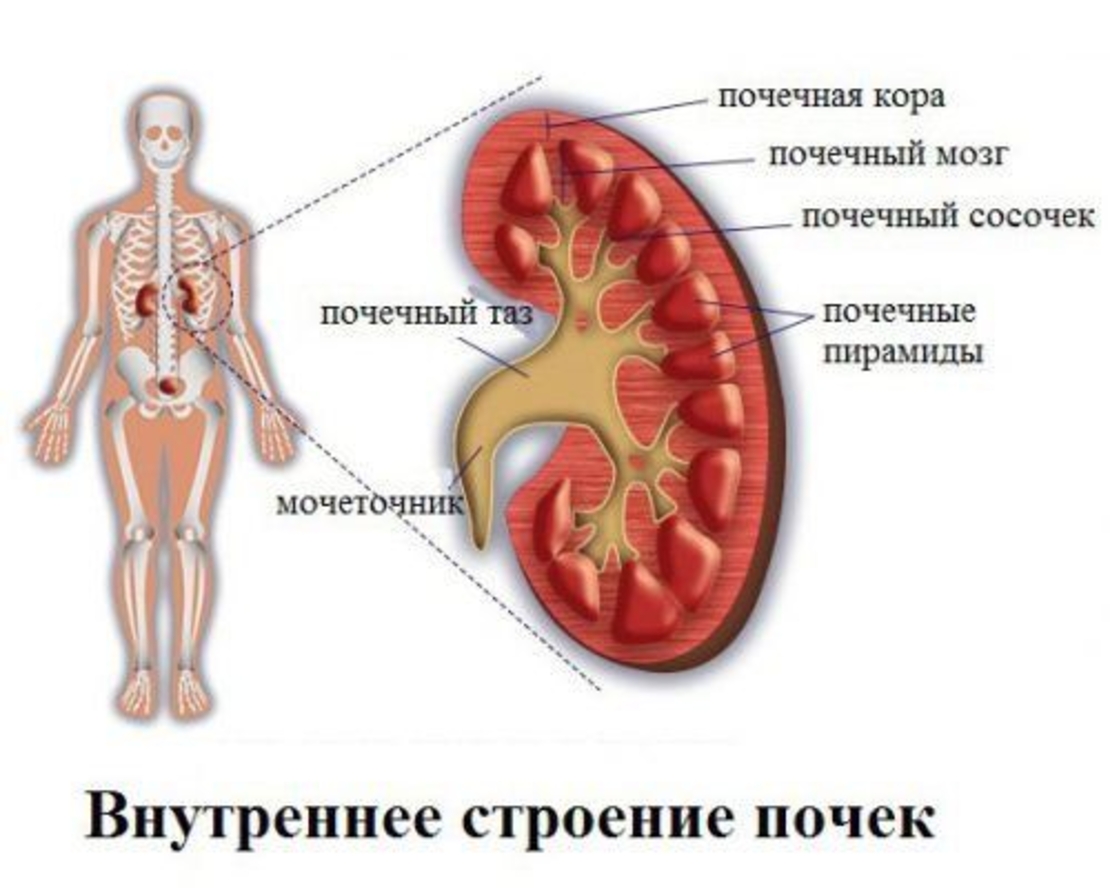 Комплекс 'Лечение почек и мочекаменной болезни'