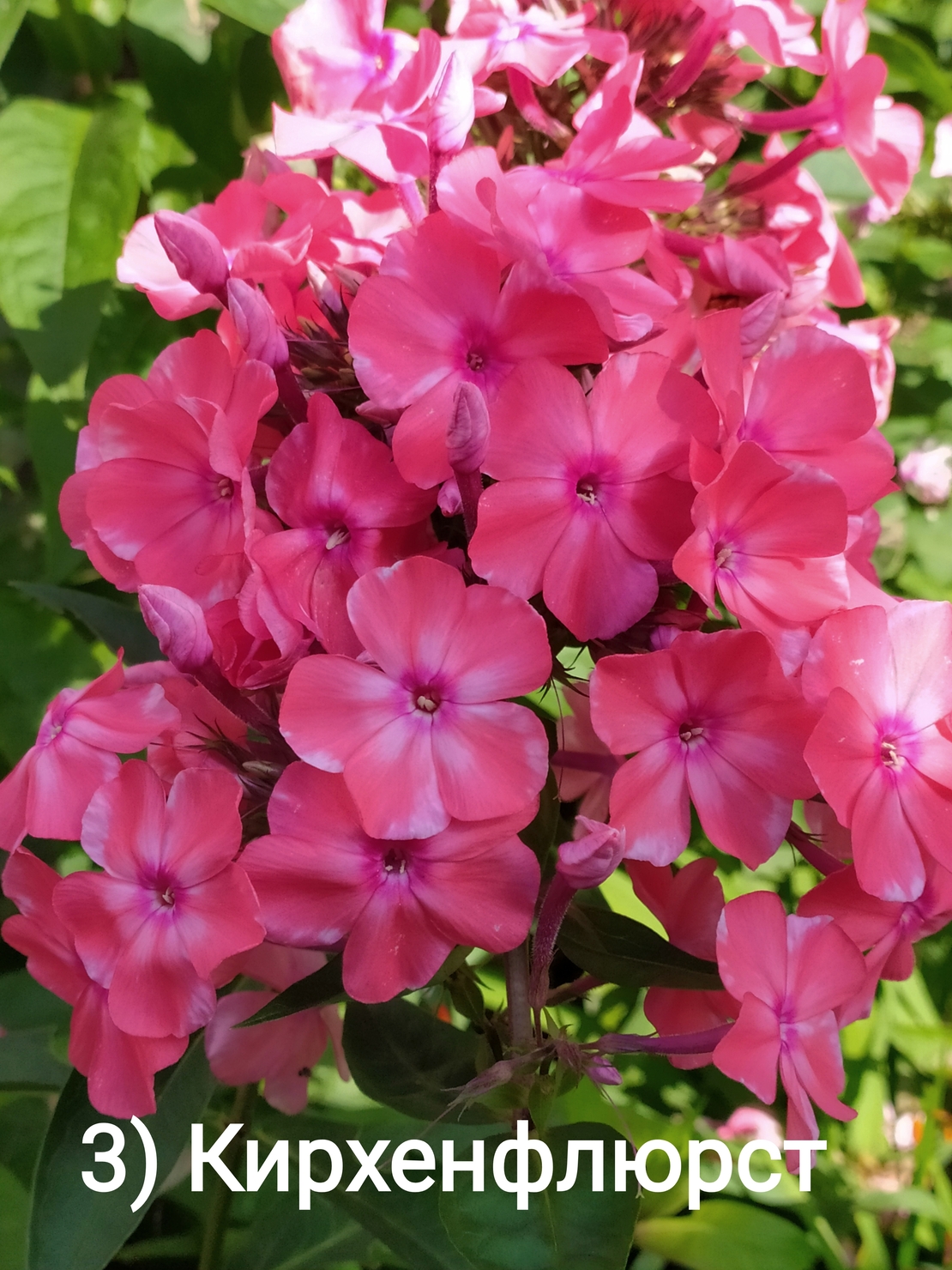 Flox 3 best sale