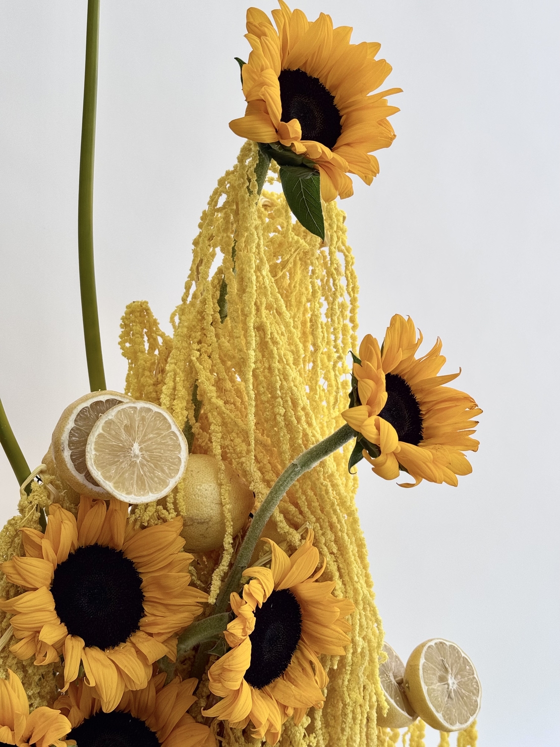 Lemon Sunrise