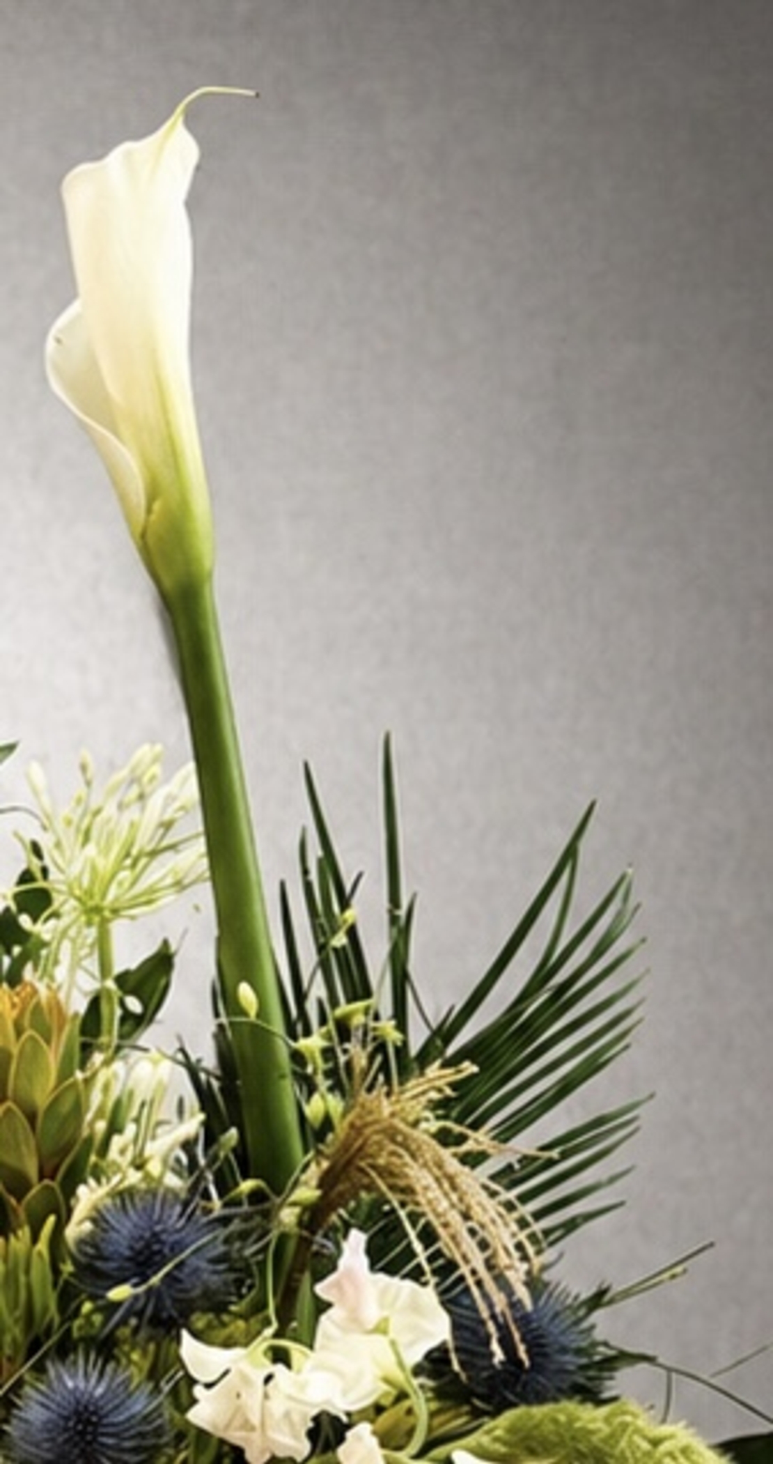 Wild Botanical