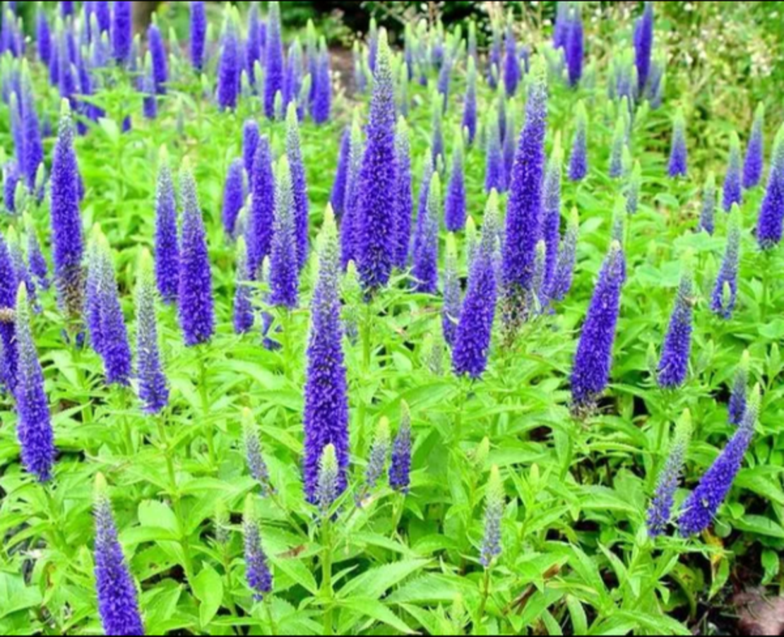 Здесь мог быть текст.