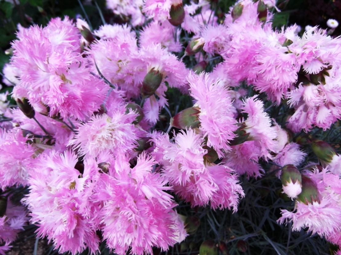 Гвоздика перистая махровая. Гвоздика перистая диантус плюмарис. Гвоздика dianthus plumarius. Гвоздика перистая плеяда. Гвоздика травянка (dianthus deltoides).