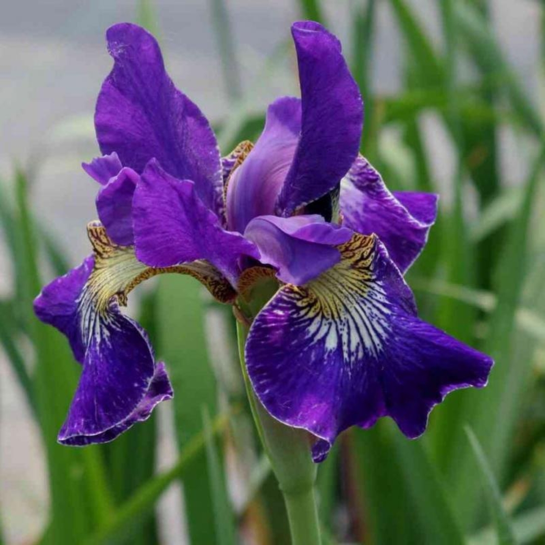 Ирис вува. Ирис Сибирский Хаббард. Ирис Сибирский Iris sibirica. Ирис Голден эйдж. Ирис Сибирский Голден Эдж.