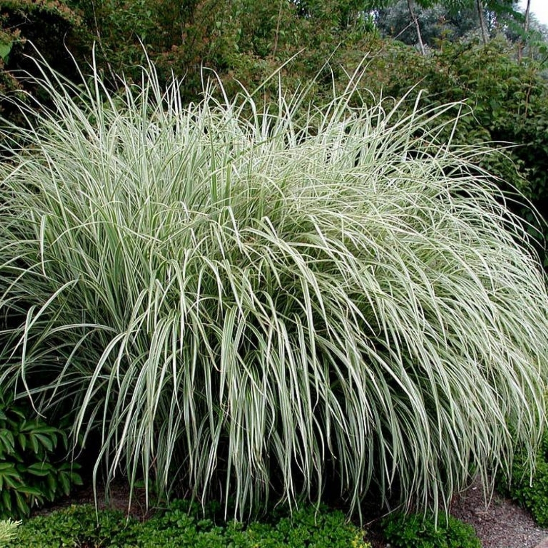 Осока Морроу (Carex morrowii )