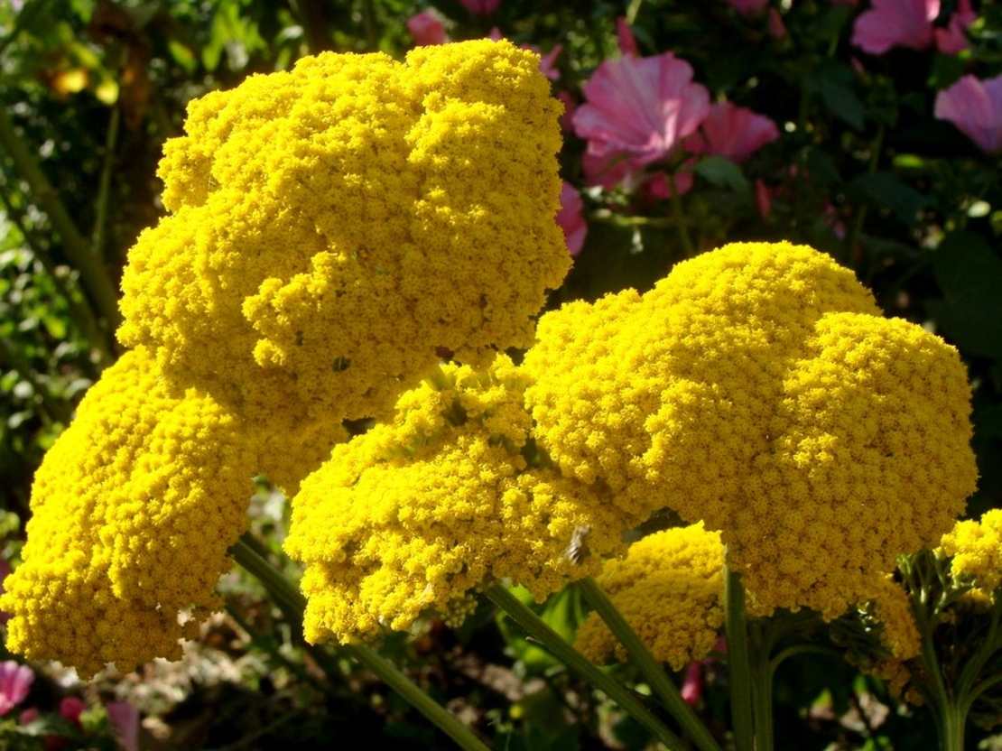Achillea Coronation Gold