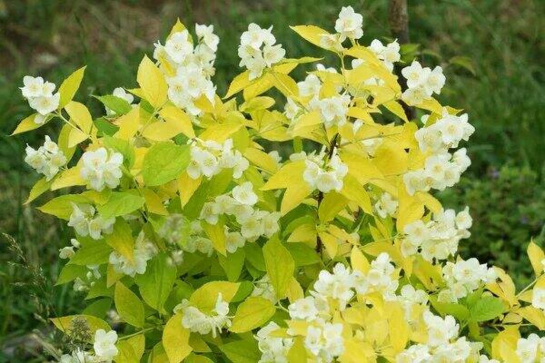 Чубушник ауреа. Чубушник philadelphus. Чубушник венечный ауреус. Чубушник ауреус описание. Чубушник ауреус описание.